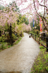 The historic village in Fuji Mt. area during Sakura blossom and rainning