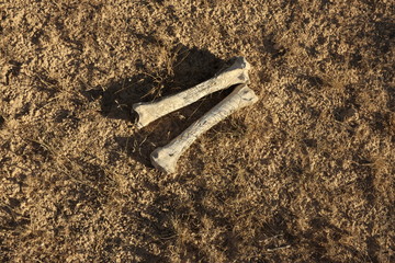 ossements blanchis sur le sol desséché