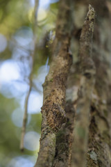 Southern Leaf-tail Gecko - Uroplatus sikorae, rain forest, Madagascar. Rare well masked gecko...