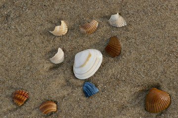Collection of north sea seashells on the beach after high tide