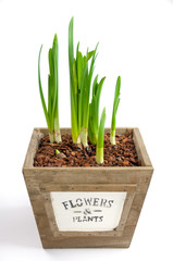 spring cottage composition with girl in blue apron holding yellow narcissus flowers in enamel pot in garden vintage basket on rustic wooden background