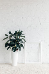 ficus plant with empty frame in front of white brick wall, mockup concept