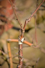 Grafted young fruit tree