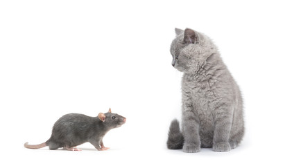  cat and rat