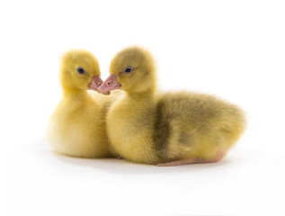 chickens goose