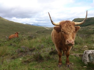 Highlander the typical beef breed originally from Scotland