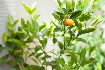 Orangenbaum