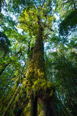 tree trunk with moss and orchid in rainforest under view at Doi intanon national park, Chiangmai, Thailand