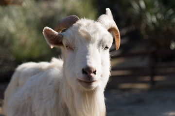ヤギのポートレート
