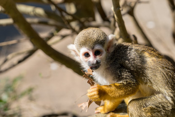 リスザルの赤ちゃん