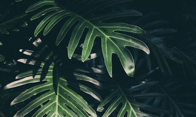 Real monstera leaves background.Tropical,botanical nature concepts