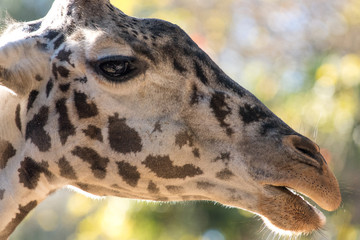 giraffe in close up with a pleasant back ground