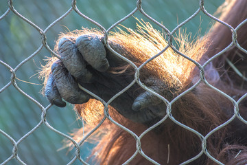 Close up of an orangutan ape's hand on a fence. It shows captivity. © buttbongo