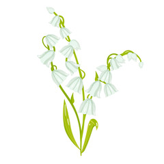 Cartoon Lily of the Valley Spring Flower Illustration