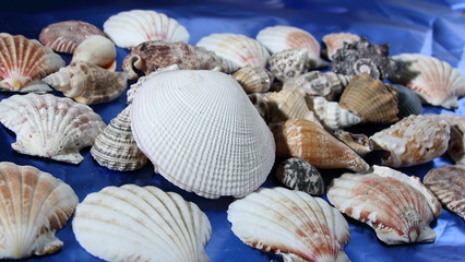 Seashells