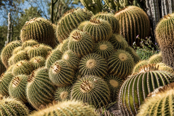 Golden Barrel Cactus in a large grouping