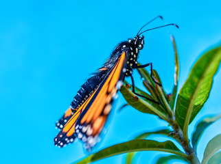 Fototapeta na wymiar monarch butterfly resting on milkweed