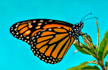 monarch butterfly resting on milkweed