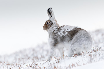 Mountain Hare in Snow in Scotland