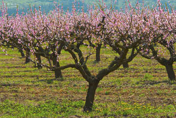 Naklejka premium Peach orchard