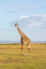 Giraffe walk on the savannah