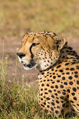 Cheetah closeup