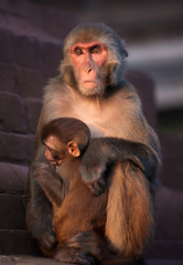 Obraz premium Mother Rhesus macaque and its baby at sunset