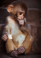 Portrait of Rhesus macaque baby sitting