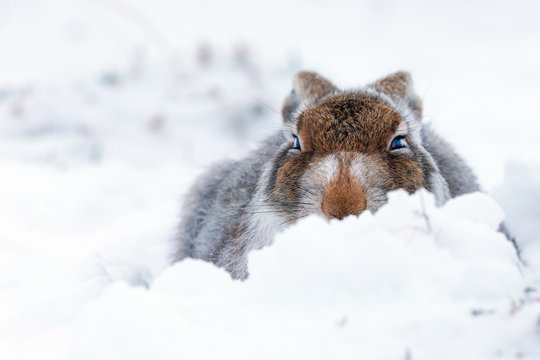 Mountain Hare In Snow In Scotland