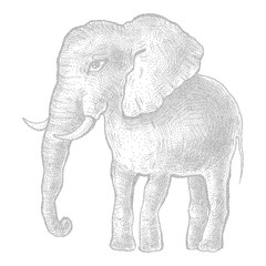 Elephant. Vector illustration