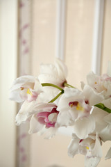 white and purple orchids in a interior