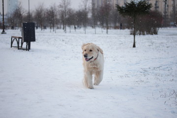 A beautiful Golden Retriever walking. Winter.

