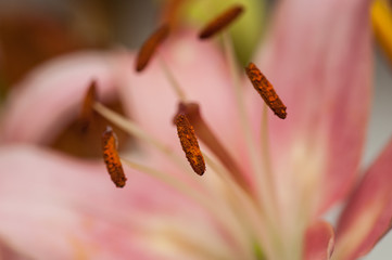 lily flower close-up