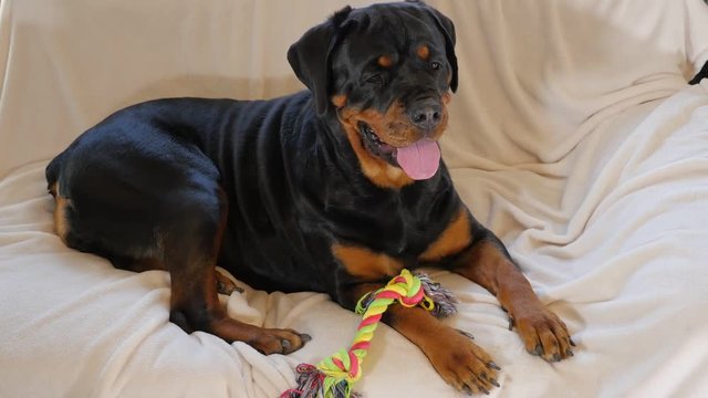 Rottweiler relaxing on the sofa