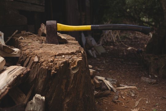 Wood chopping axe stuck in tree stump