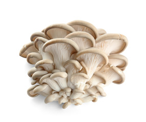 Oyster mushrooms on white background