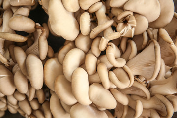 Fresh raw oyster mushrooms, closeup