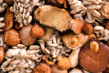Many different mushrooms as background