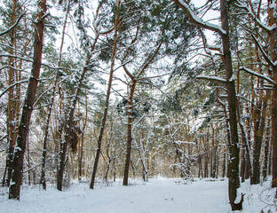 Landscape winter pine forest
