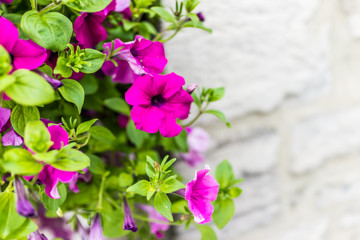 Purple pink magenta calibrachoa or petunia flowers hanging in basket macro closeup