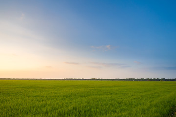 The view of the rice field at the moment of twilight sunset.