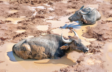 Two buffalo in a clay sledge on hot sunny day