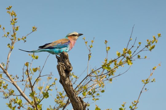 Lilac-breasted roller bird perching on tree