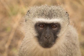 Search Photos Category Animals Mammals Monkeys