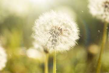 dandelion covered with fluff