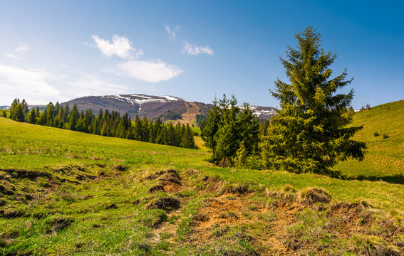 coniferous forest on the grassy slopes