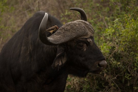 Close-up of wild buffalo in safari park