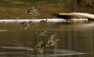 Ducks in Flight