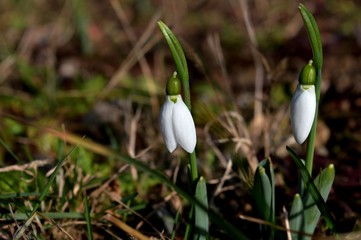 	
snowdrop
