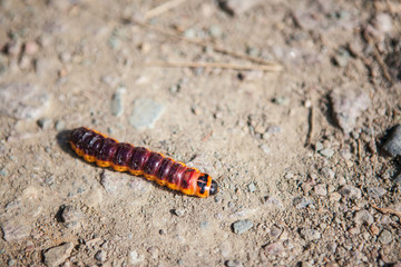 Raupe auf trockenem und sandigem Boden